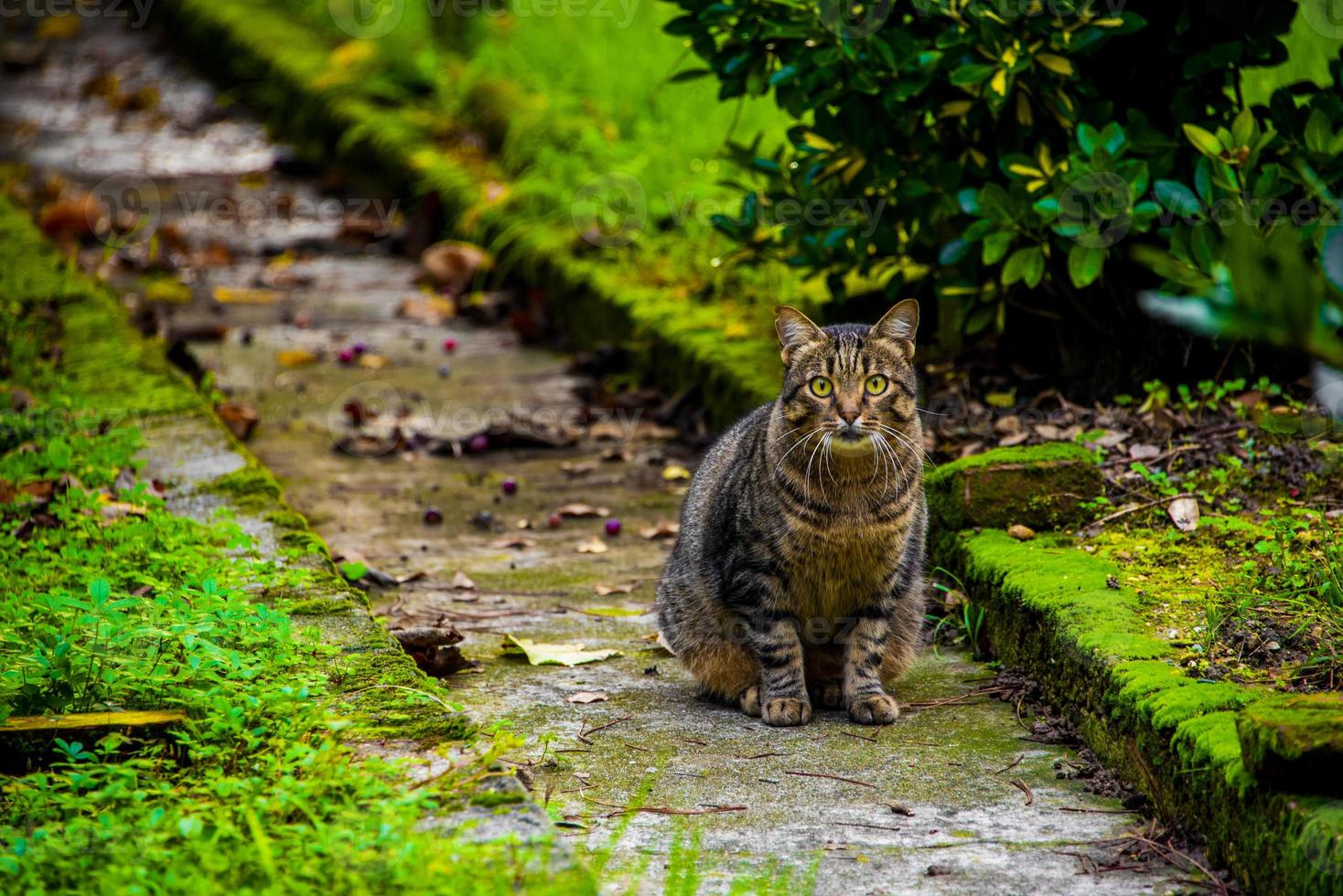 gatto in quello del vialetto foto