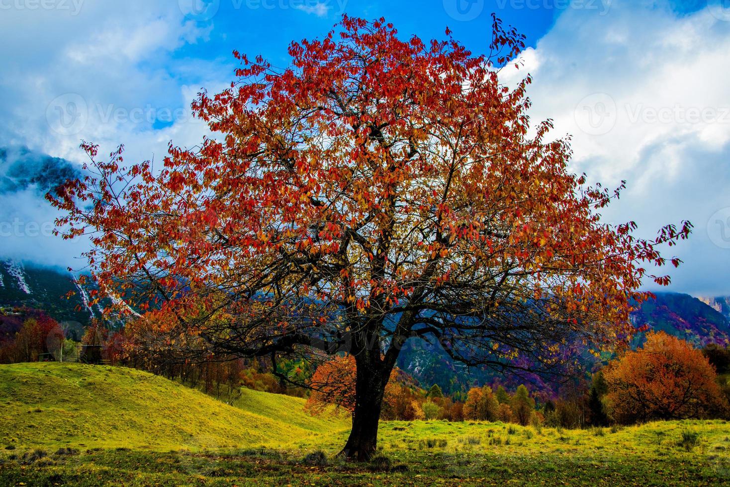 albero con foglie rosse uno foto