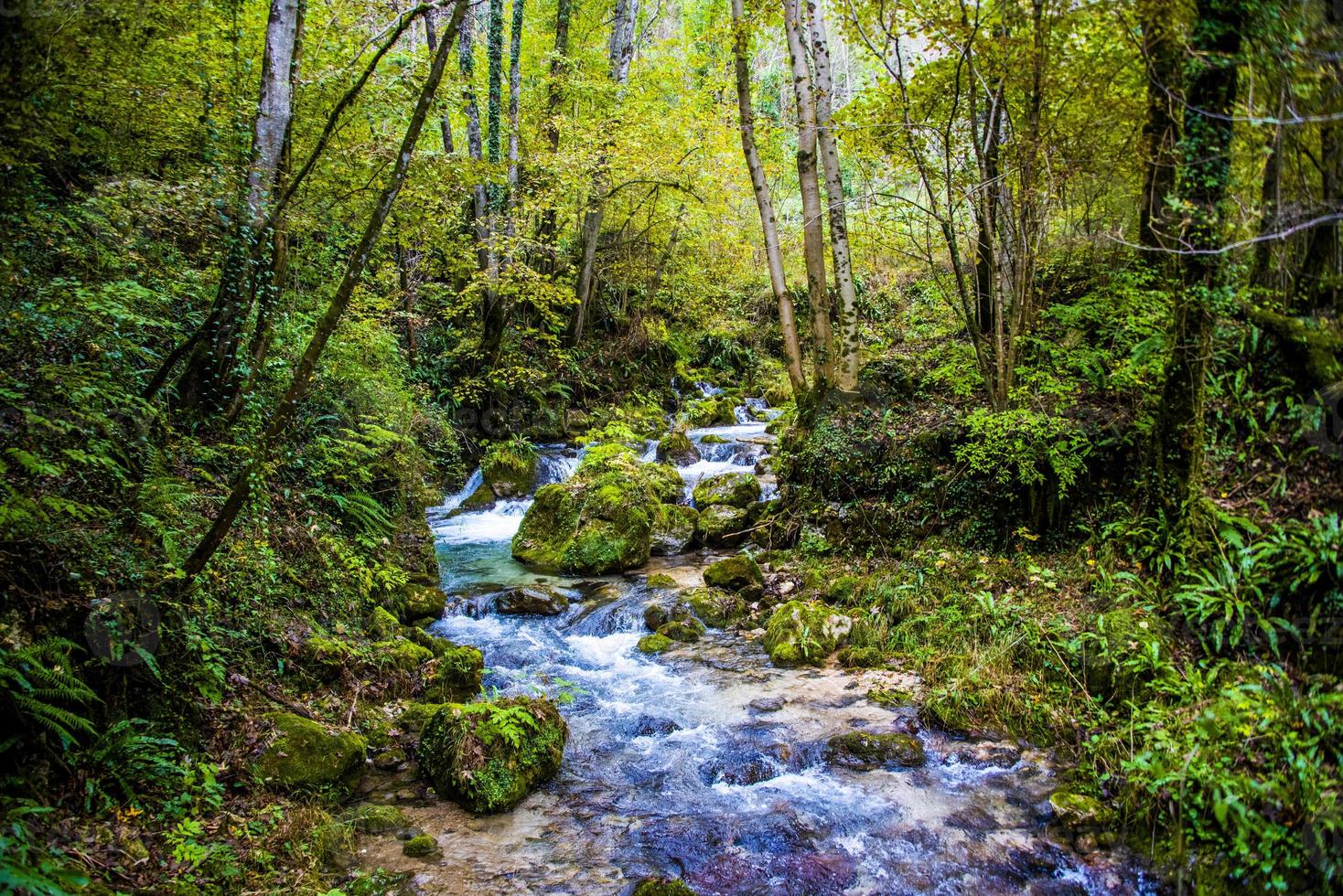 ruscello nel bosco foto