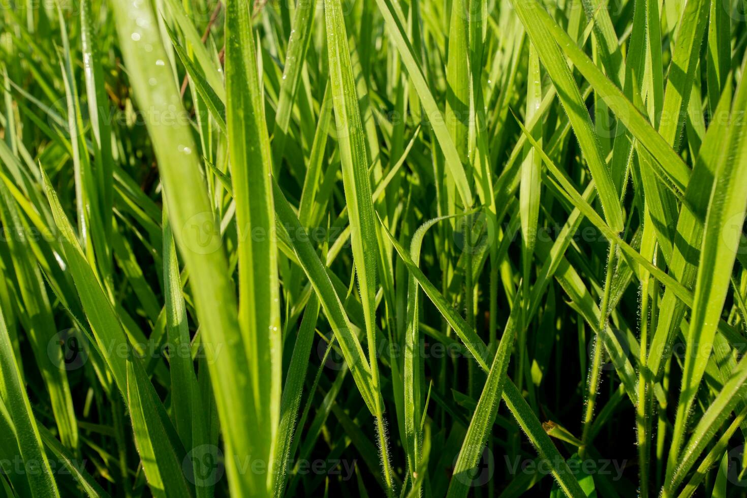 verde erba foglia con rugiada gocce nel estate foto