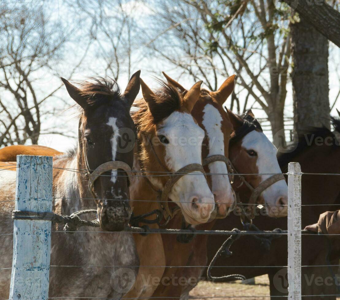 bellissimo domestico cavalli nel il argentino campagna foto