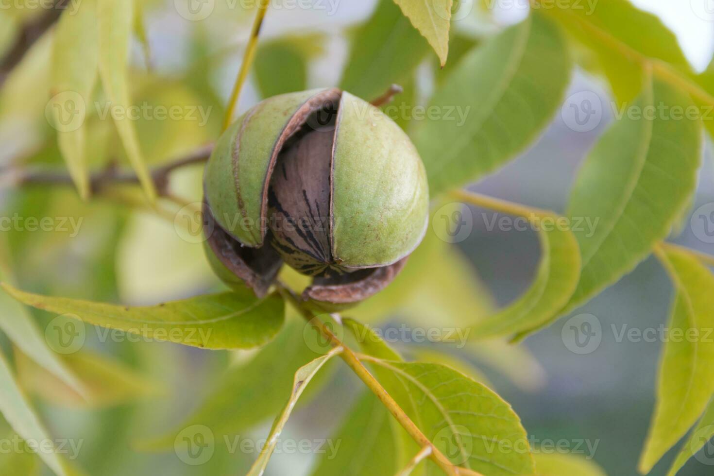 pecan noccioline nel il biologico giardino pianta foto