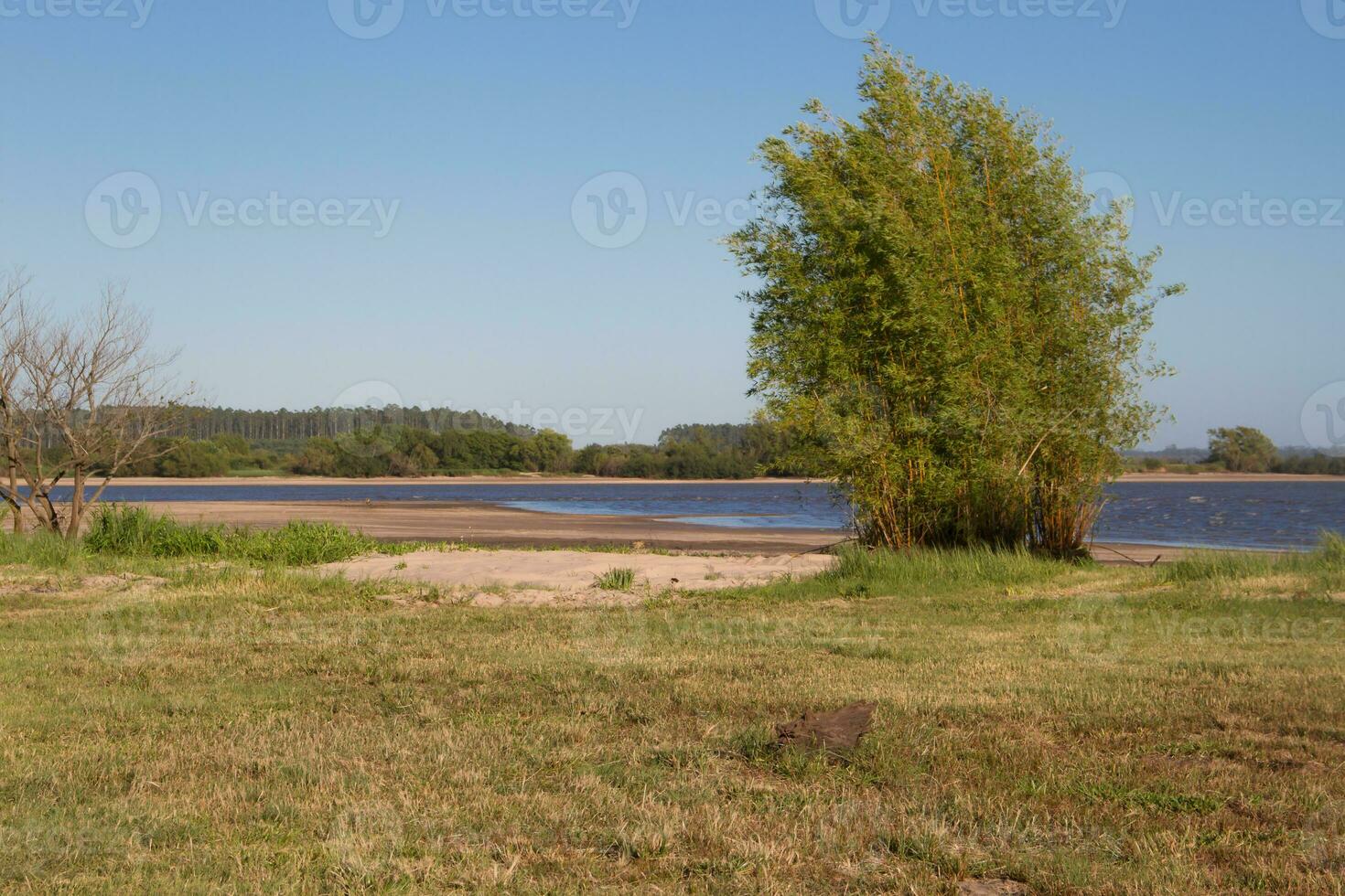 estate paesaggio su il banche di il fiume nel il città di federazione Provincia di entre rios argentina foto