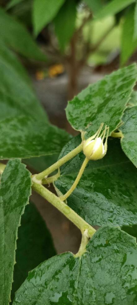 ciliegia fiorire mini cuffie foto