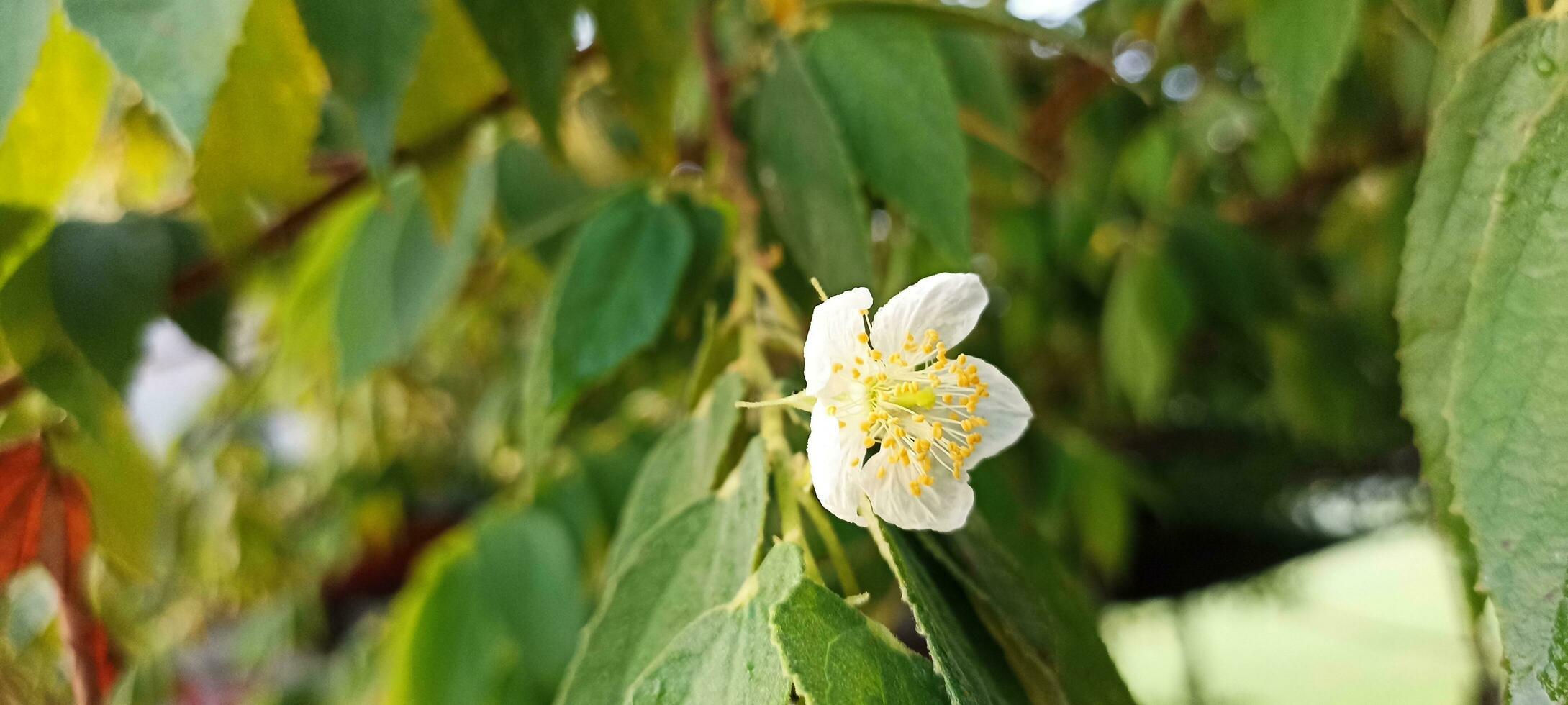 fioriscono i fiori di ciliegio foto