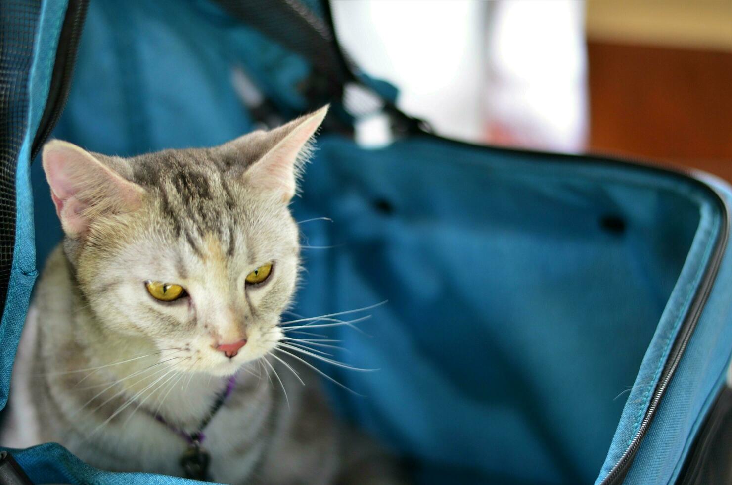 un' ritratto di bellissimo americano capelli corti gatto, sfocatura sfondo. foto