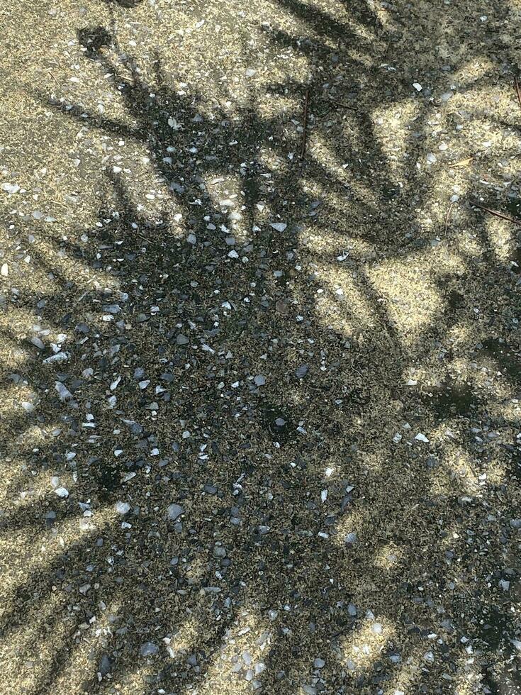 le foglie ombra sfondo su calcestruzzo parete struttura, le foglie albero rami ombra foto