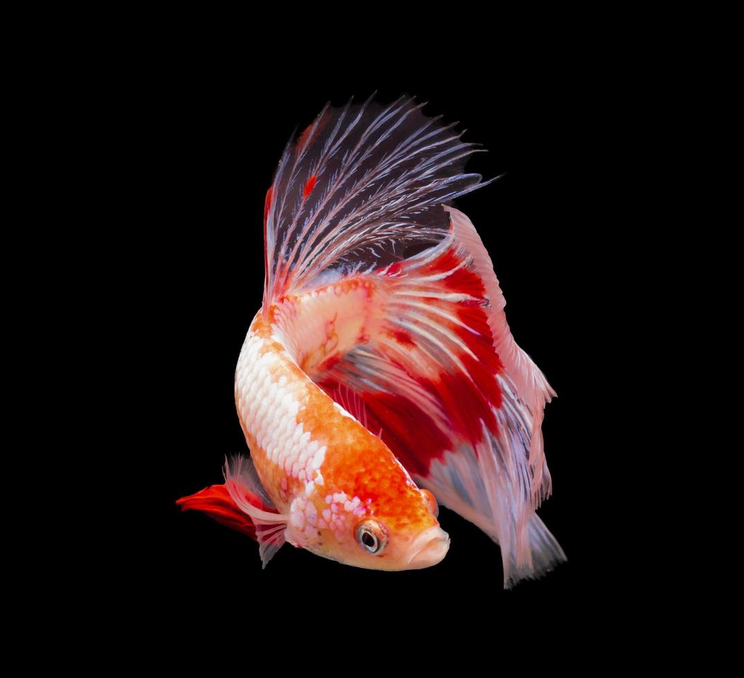 pesce combattente siamese con stile colorato e nuoto isolato su sfondo nero foto