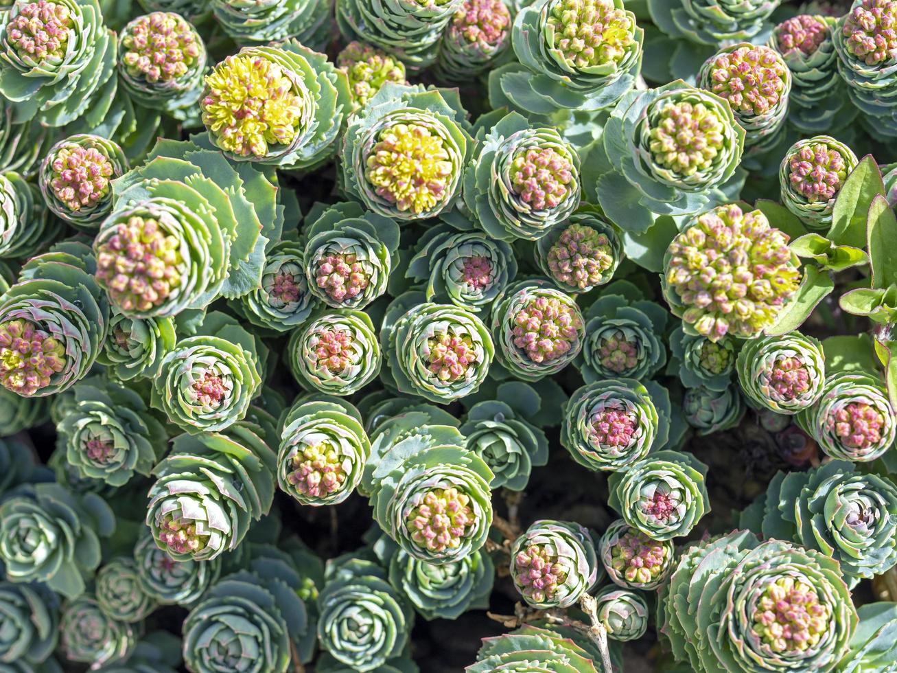 punte crescenti di rodiola rosea sedum viste dall'alto foto