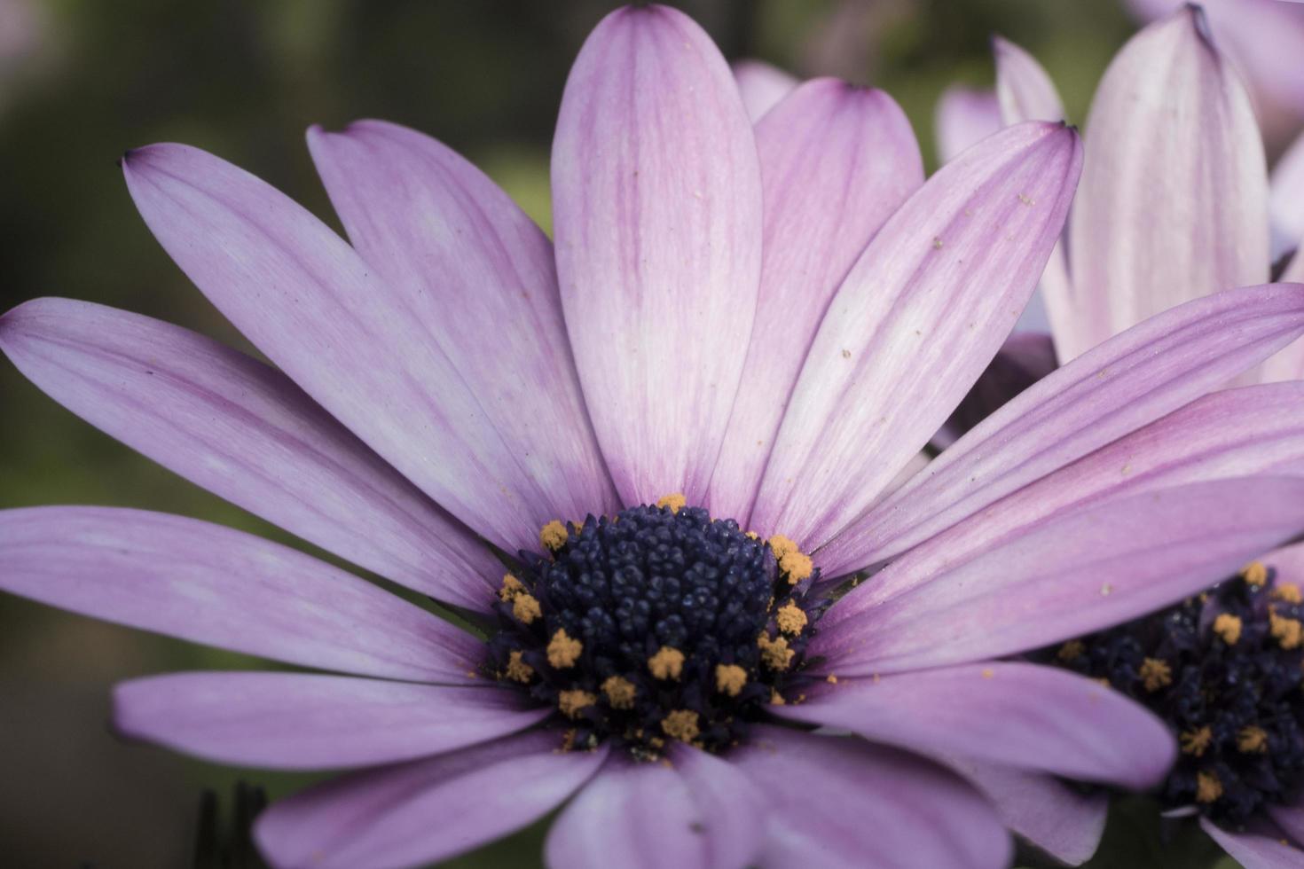 dettagli del bellissimo fiore viola foto