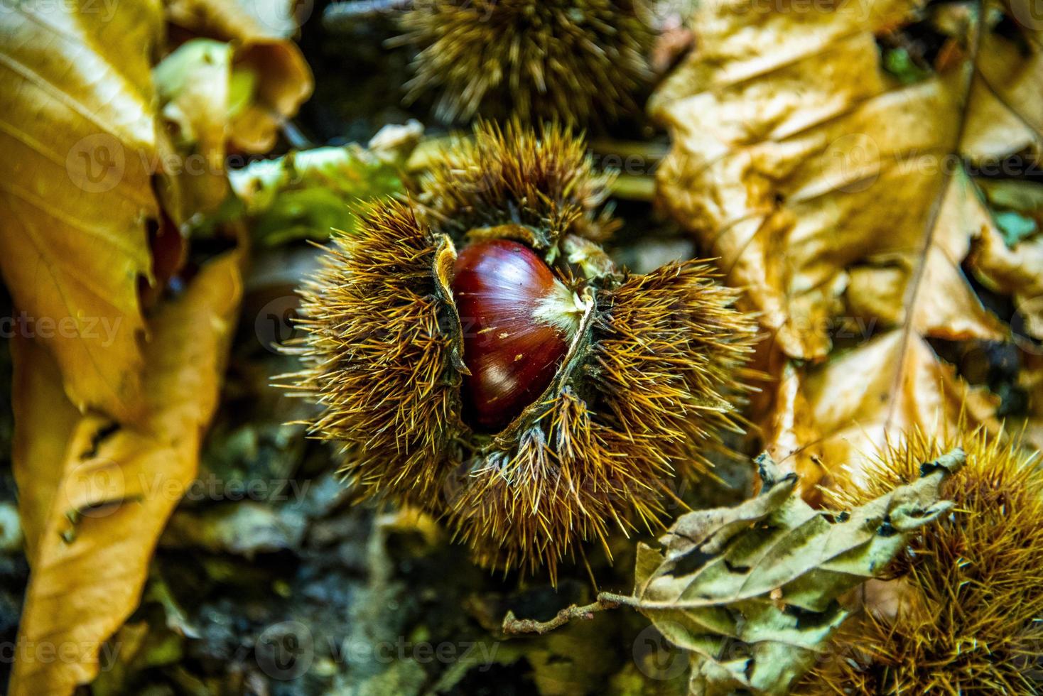 castagna con riccio e foglie gialle foto