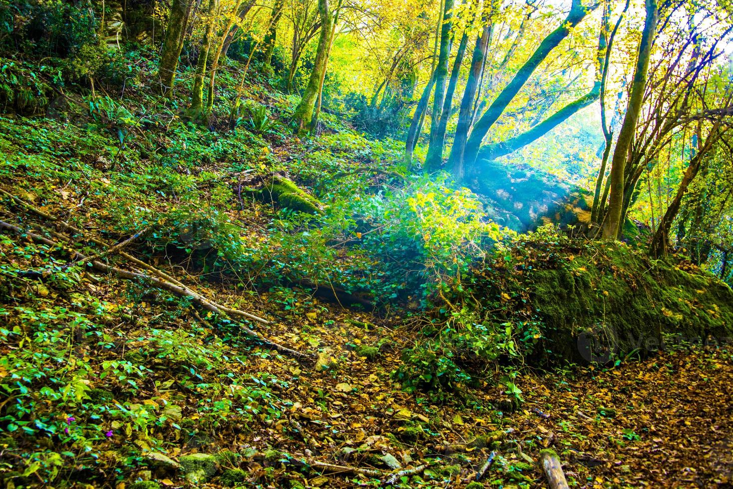 fascio di luce nel bosco foto