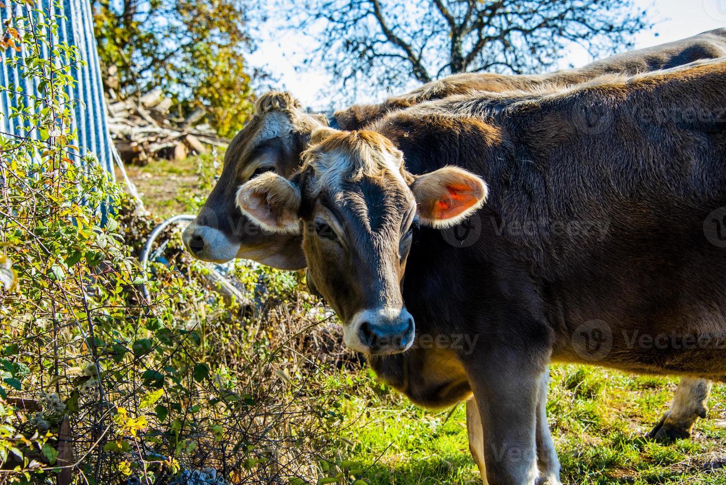 ritratto di mucca grigia foto