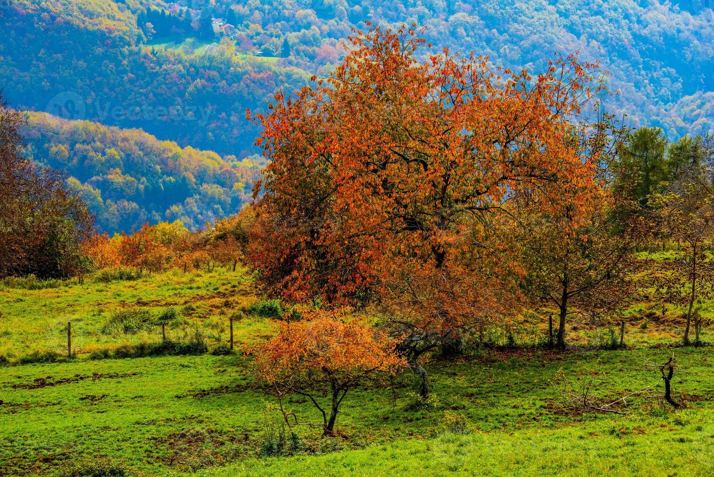 verde e arancione foto