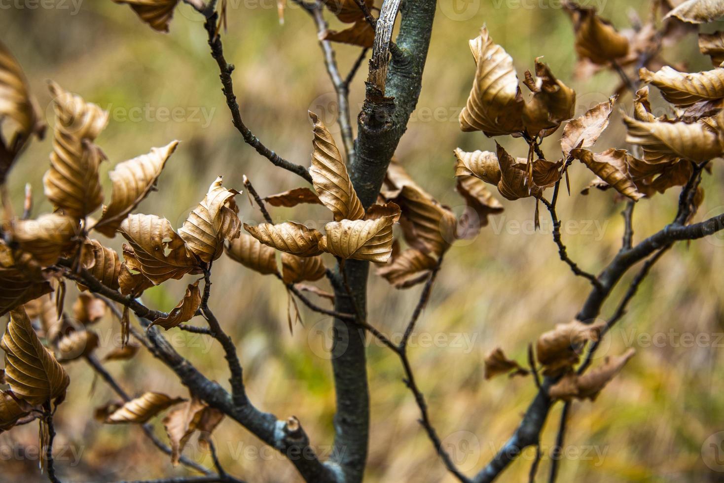 foglie secche ancora attaccate all'albero d'autunno foto