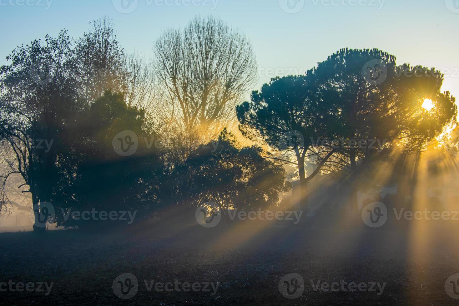 sole nebbia e alberi uno foto