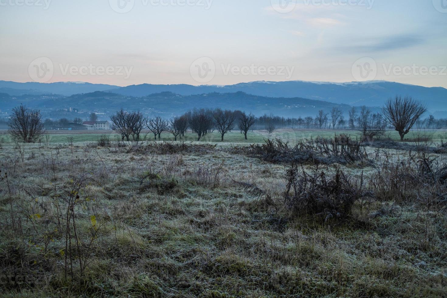 alberi di campo e montagne foto