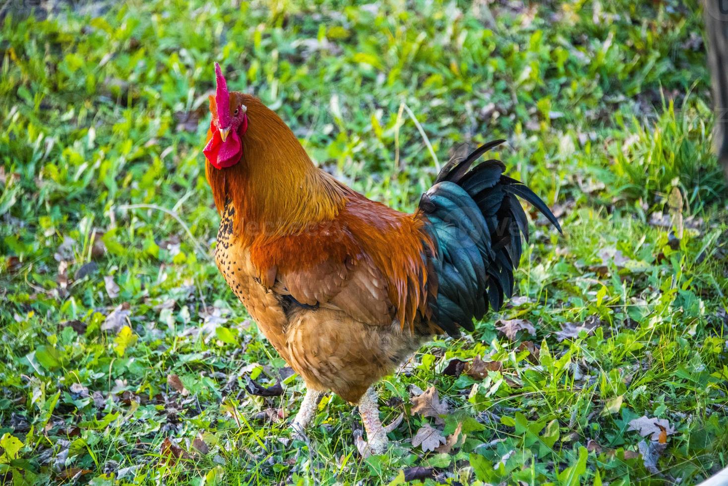 gallina colorata sul cortile due foto