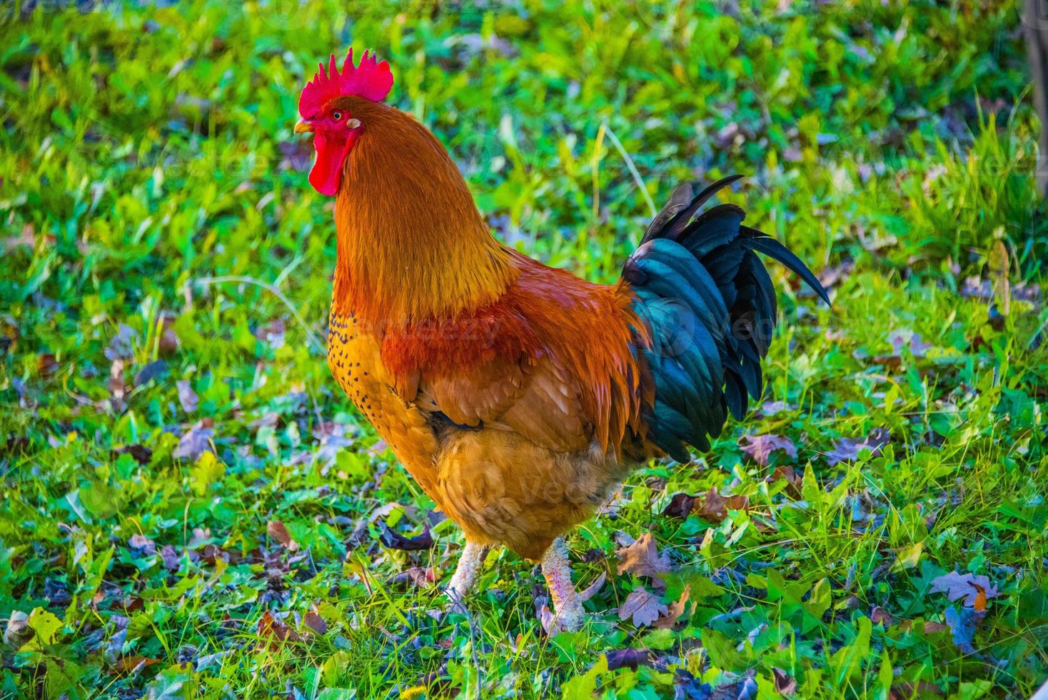 gallina colorata sul cortile tre foto