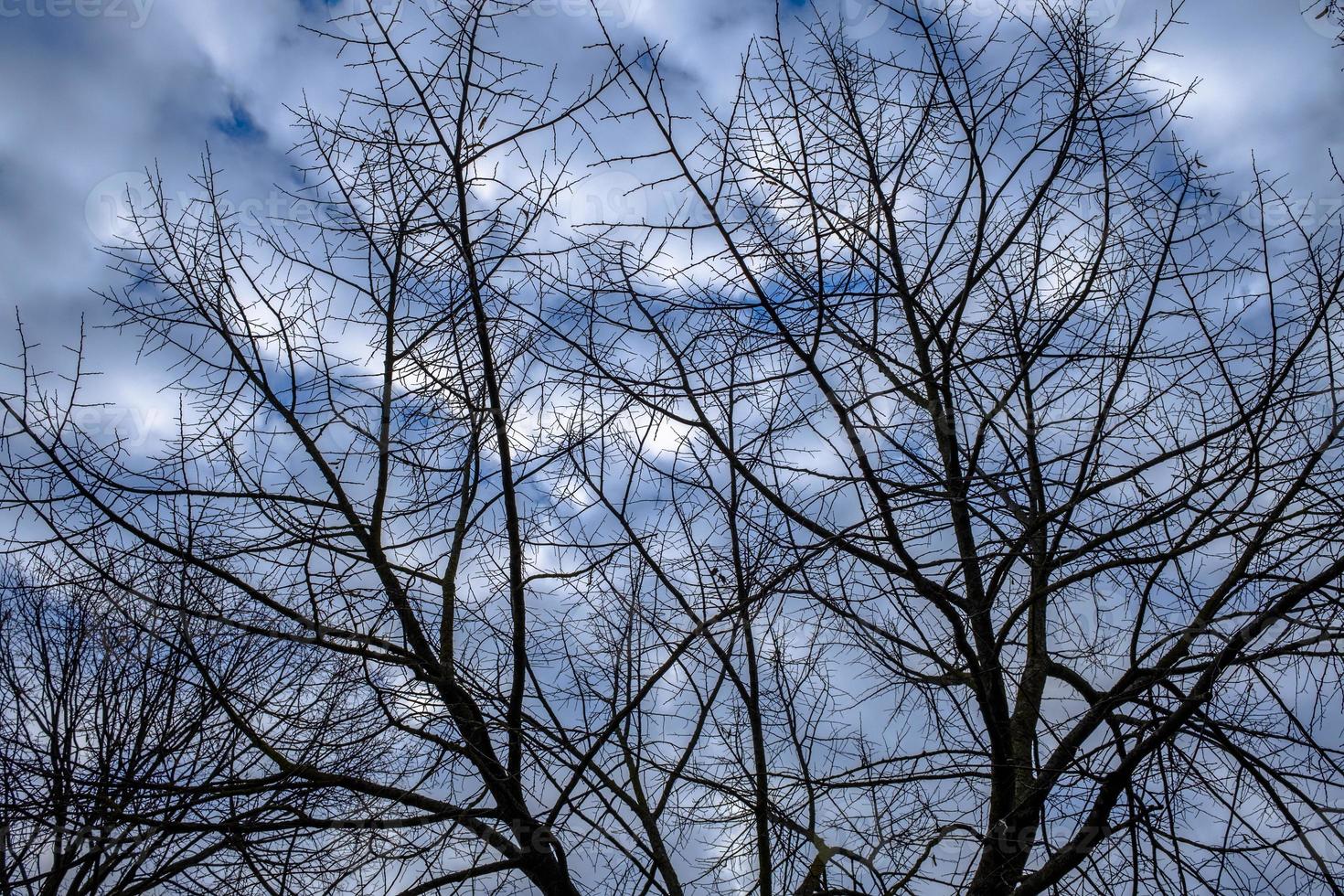 alberi e nuvole uno foto