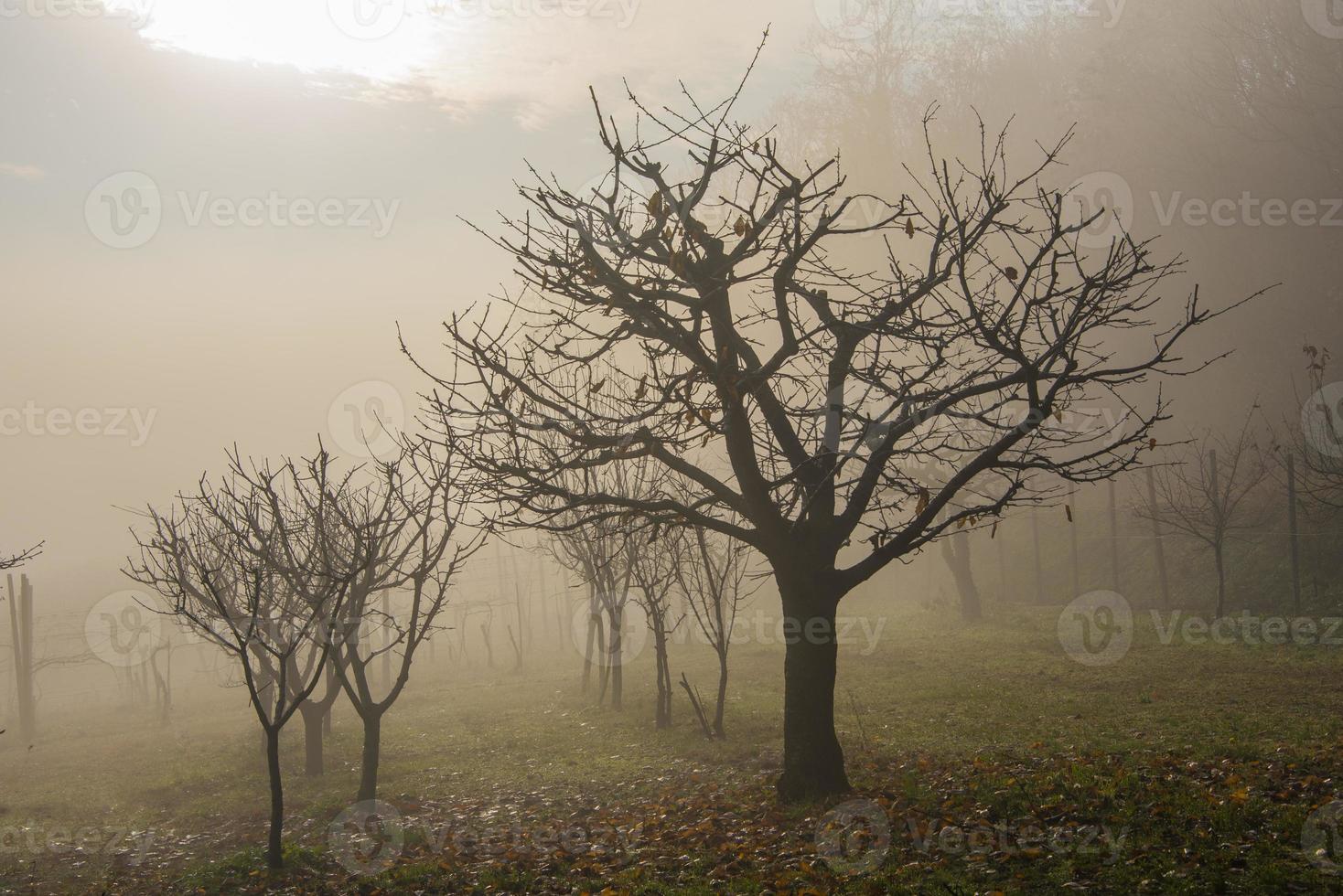 albero e nebbia foto