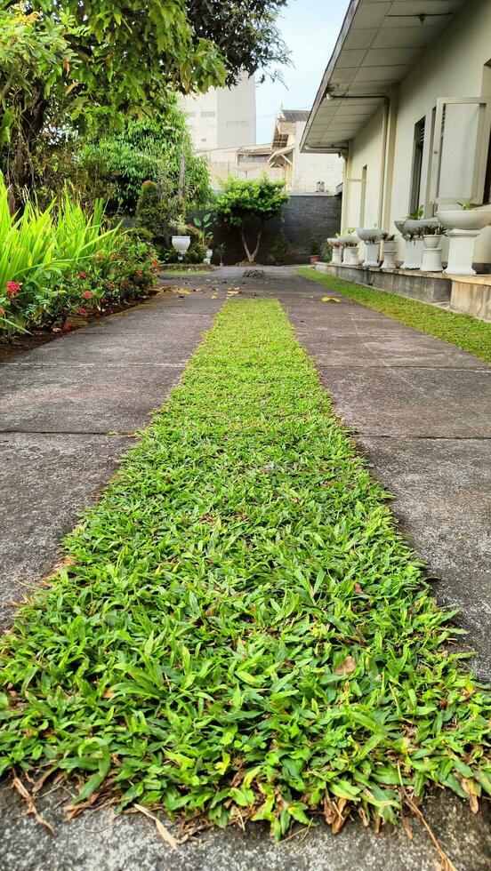 sentiero accanto il Casa con verde erba nel il mezzo foto