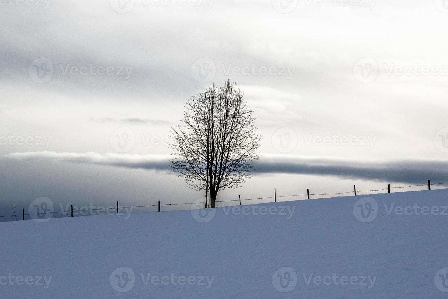 albero solitario nella neve due foto