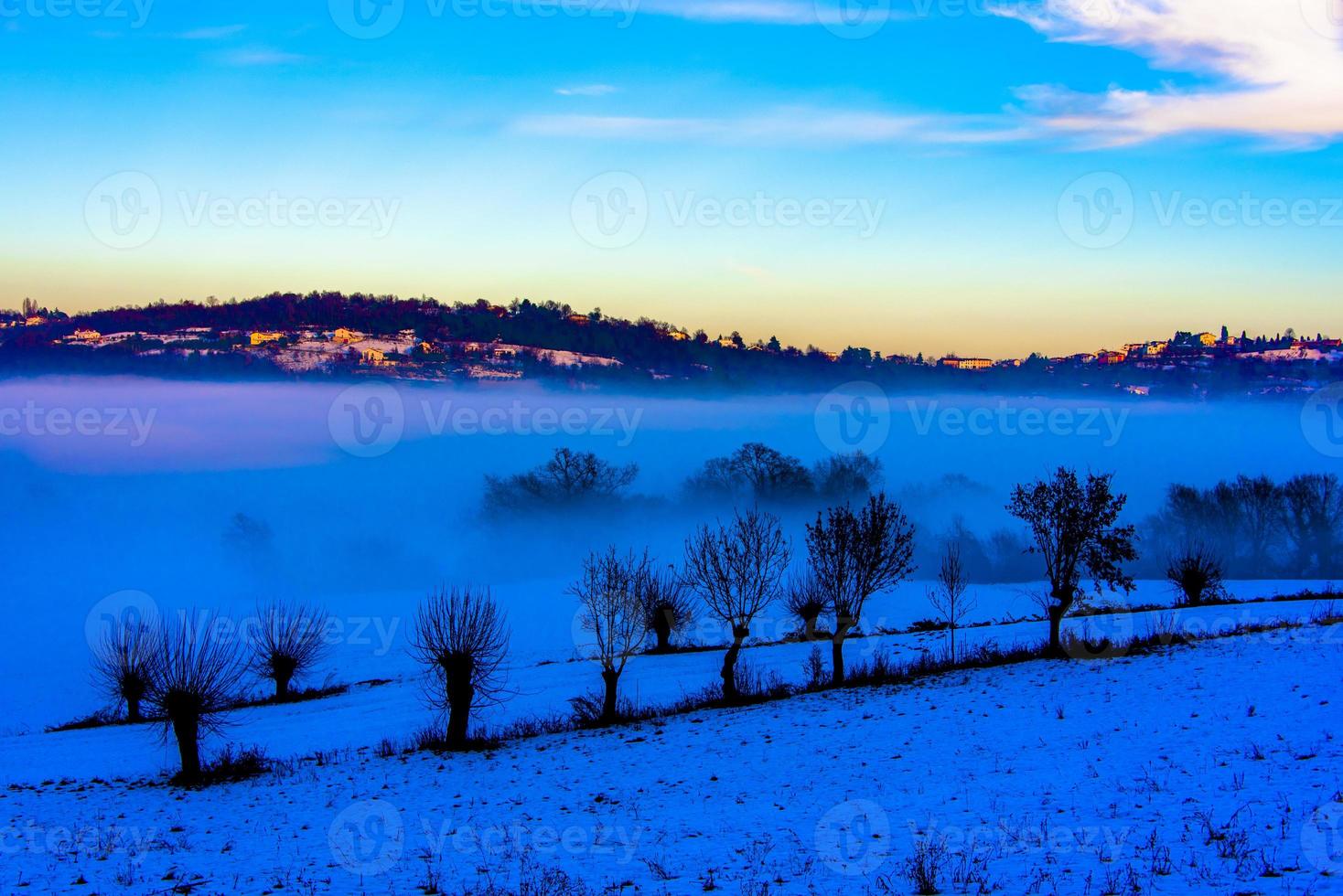 alberi tra neve e nebbia uno foto