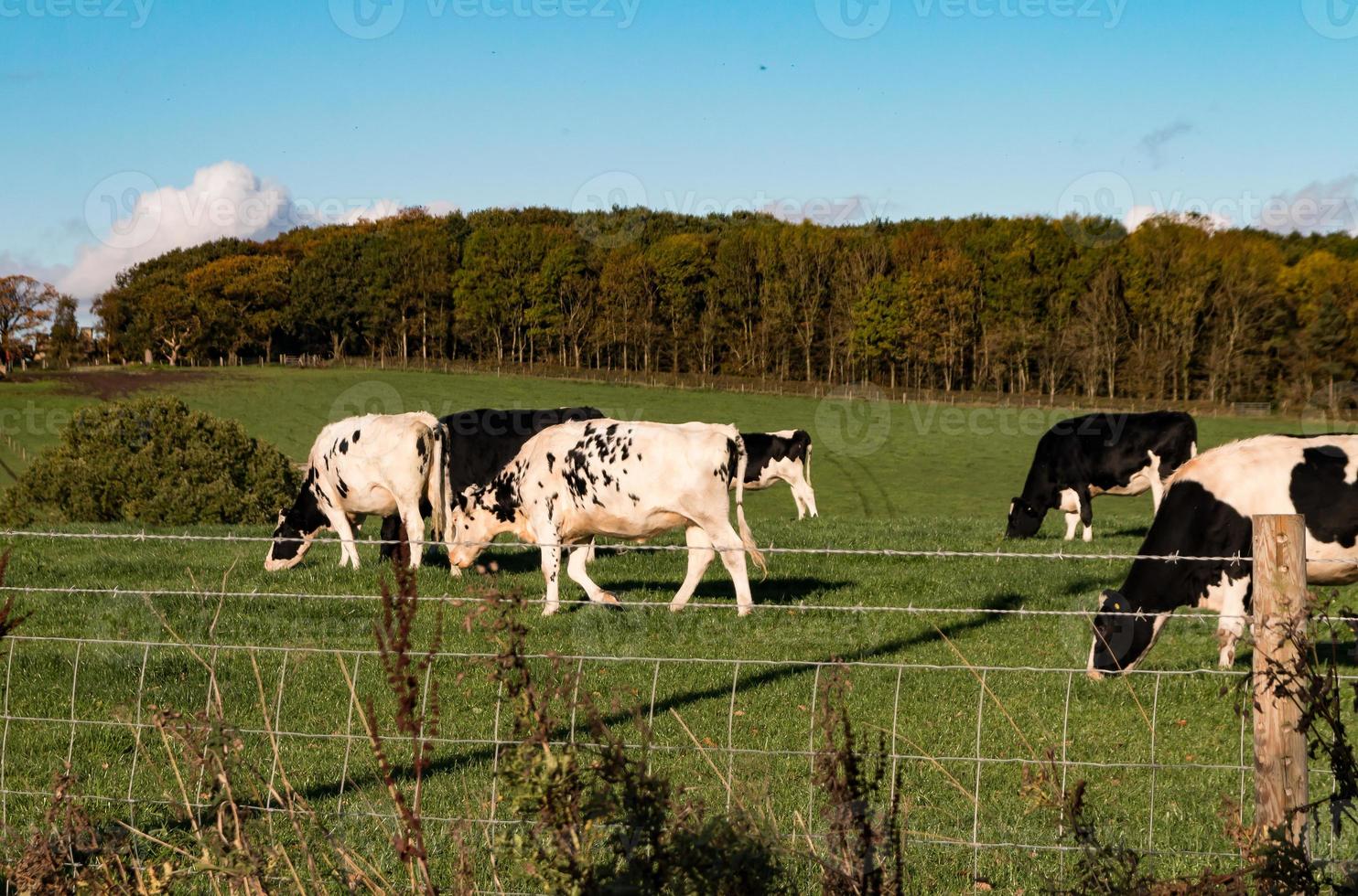 bestiame bianco e nero nel paese foto