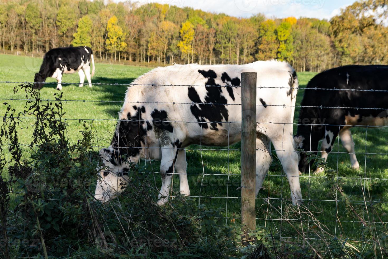 bestiame bianco e nero foto