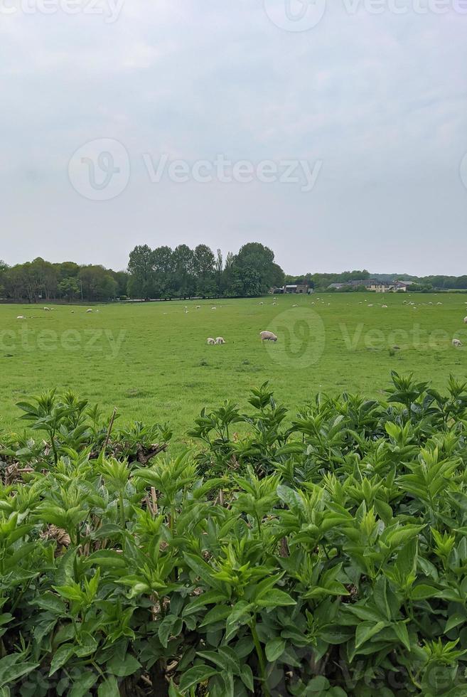 pecore in un campo verde foto