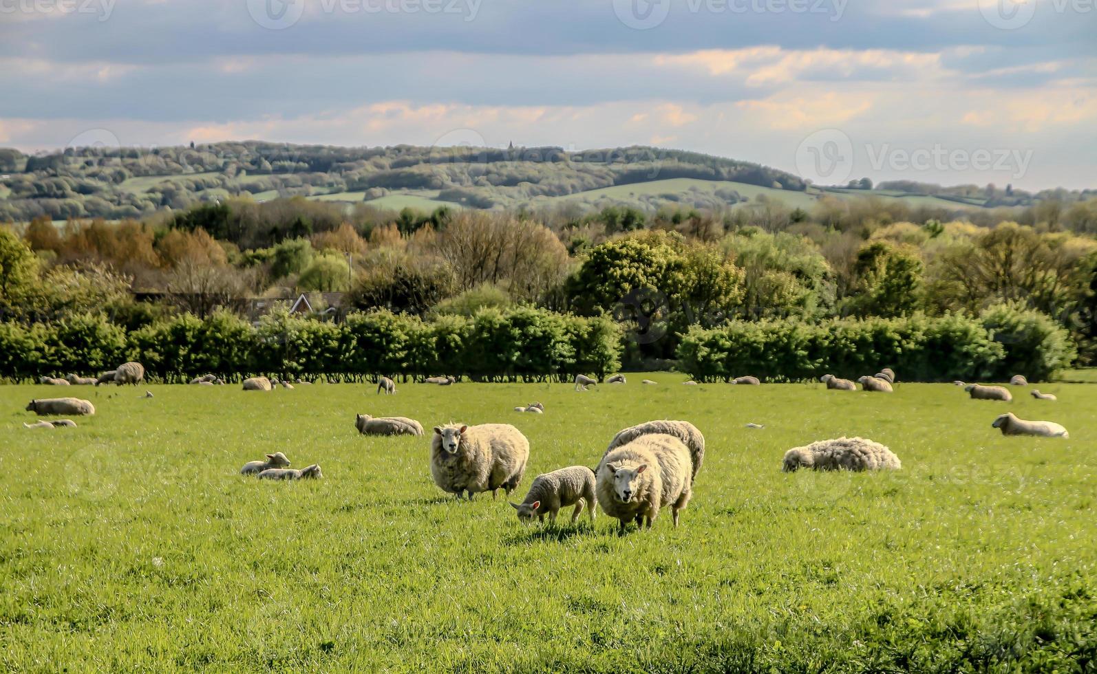 West Lancashire pecore foto
