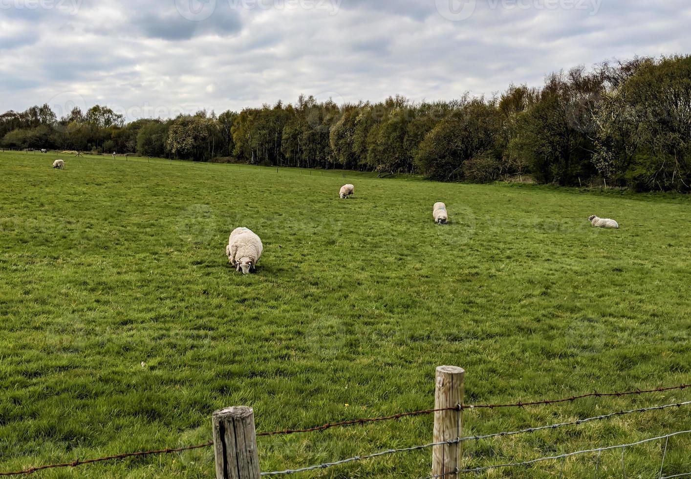 pecore in un grande campo foto