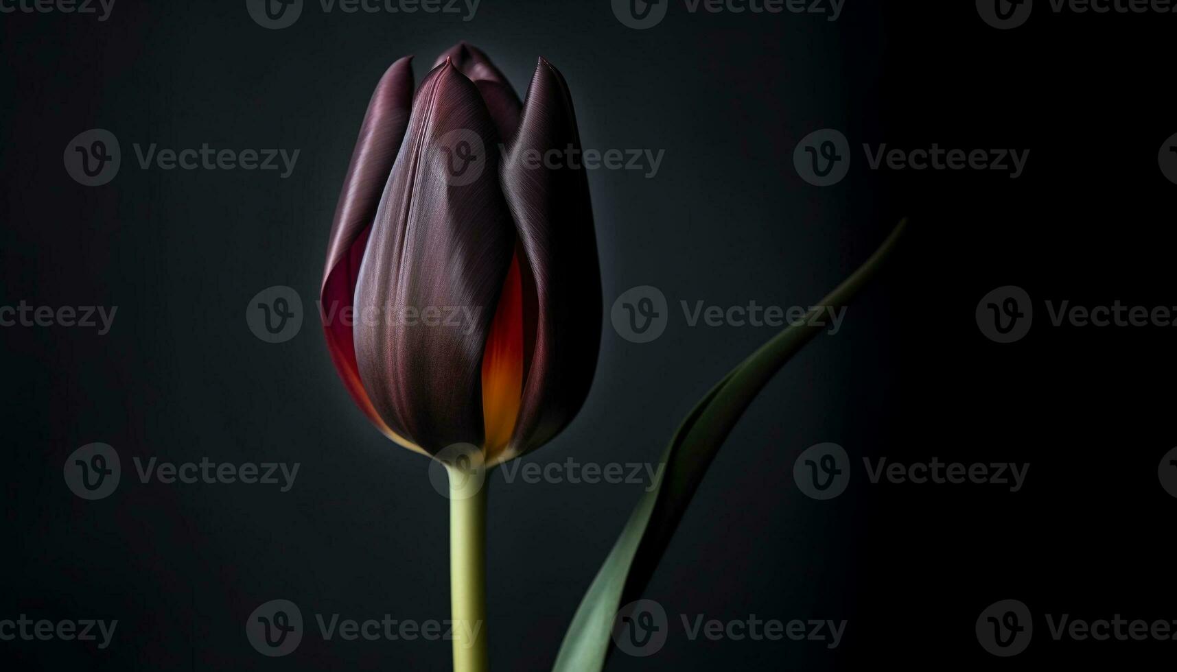 vivace tulipano fiore, su nero sfondo, trasuda eleganza generato di ai foto