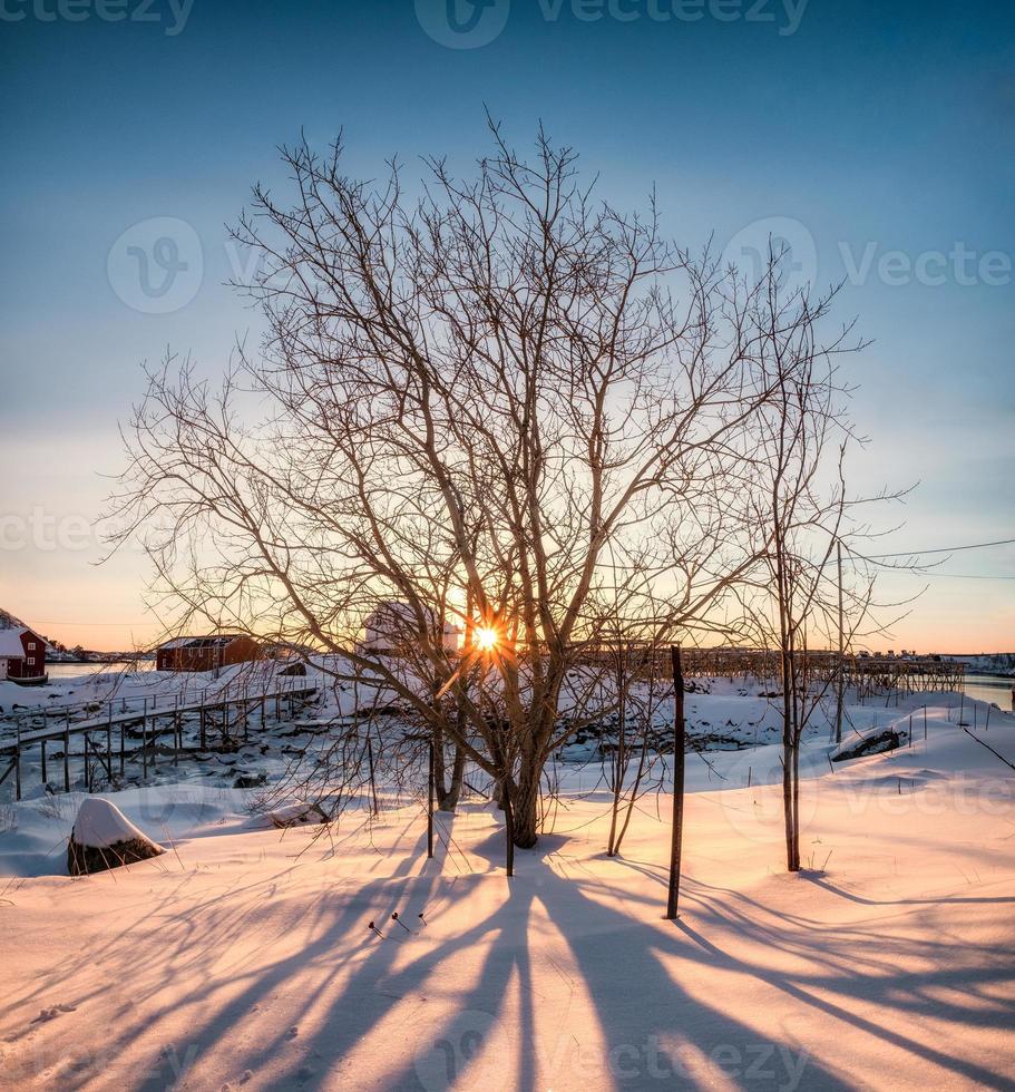 alba attraverso albero secco con ombra su nevoso foto