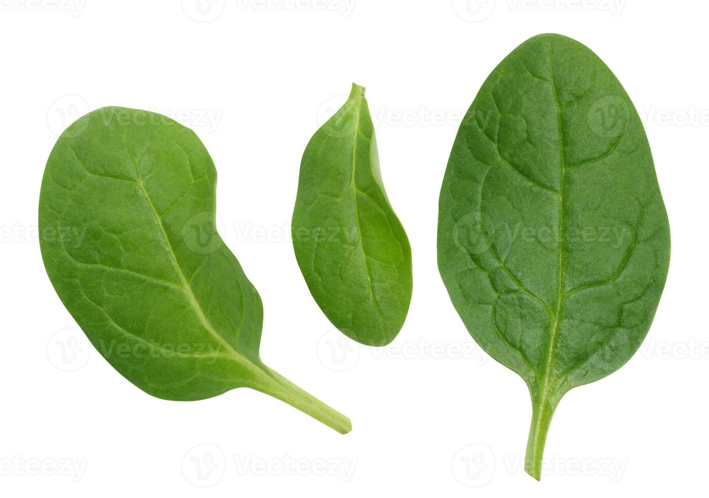 verde spinaci le foglie su un' bianca isolato sfondo, un ingrediente per insalata foto