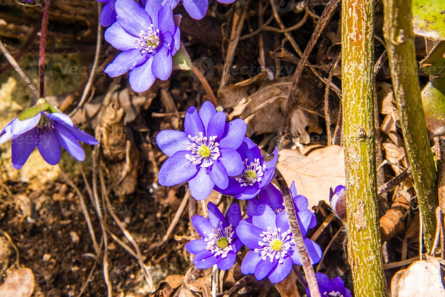 anemone hepatica uno foto