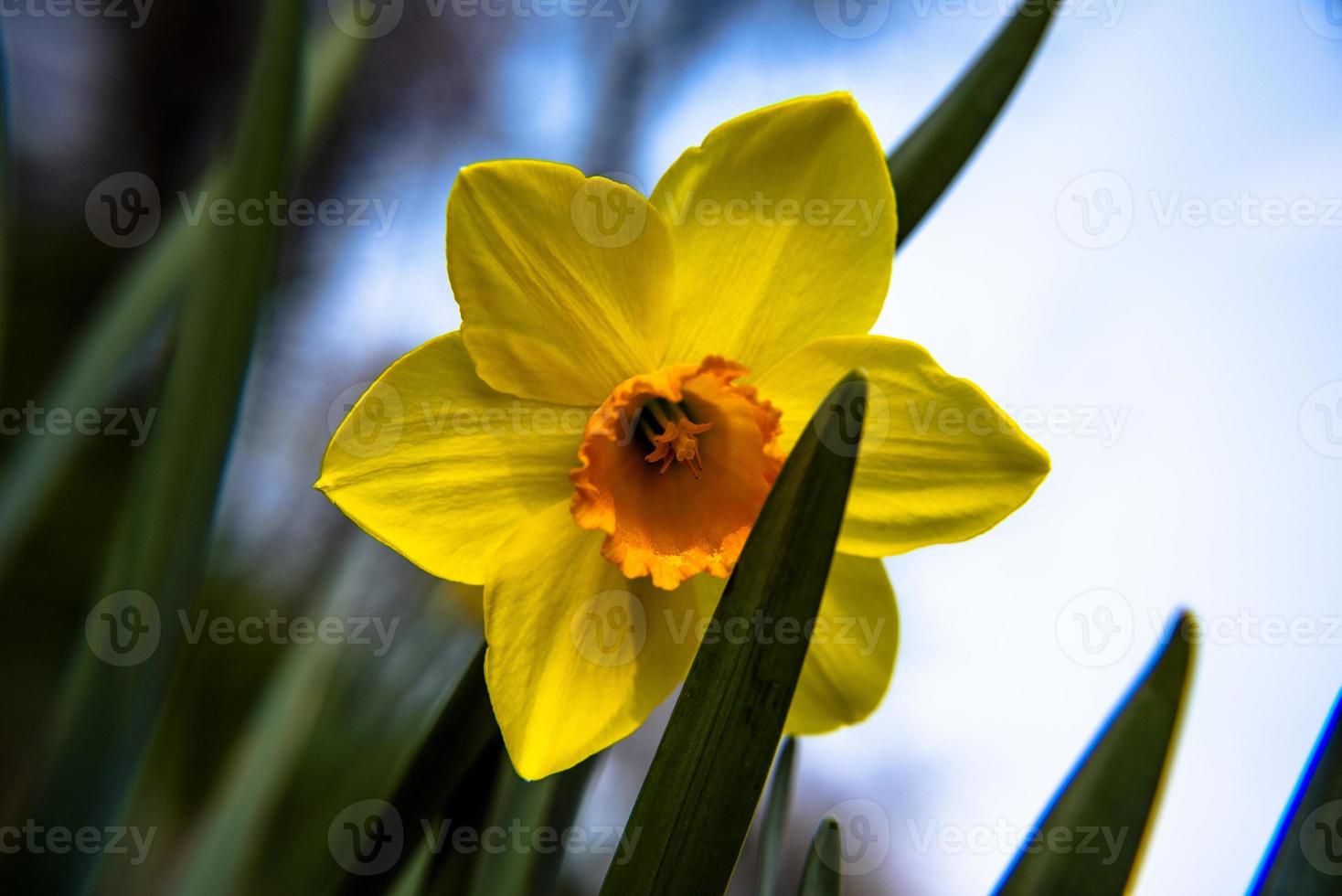 20210313 narcissus pseudonarcissus 1 foto