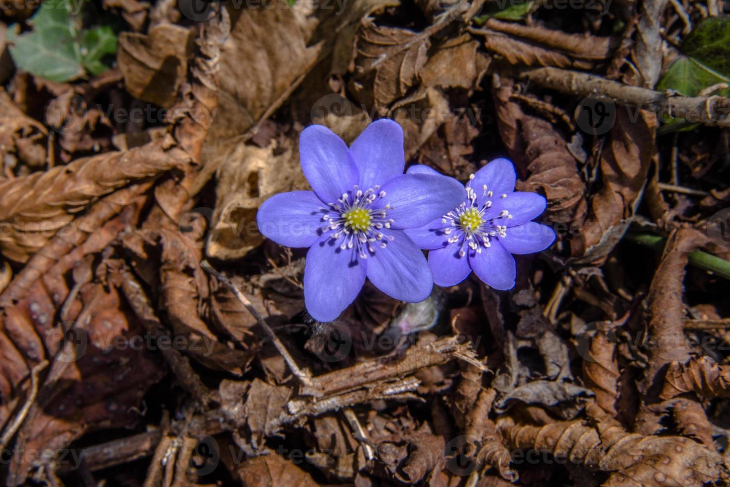 anemone hepatica zero foto