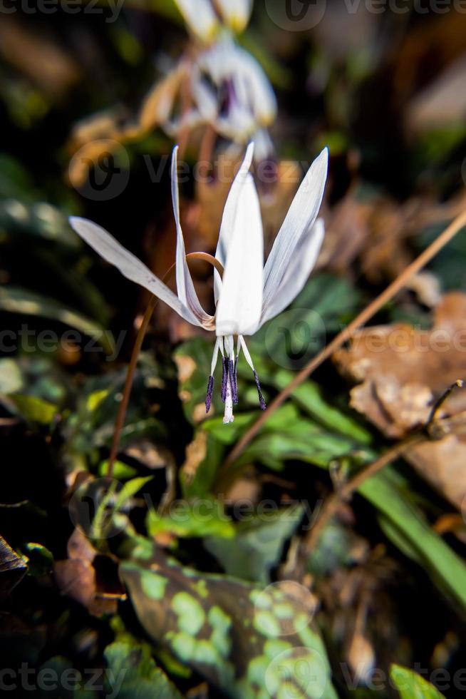 20210313 erythroniium denscanis 4 foto