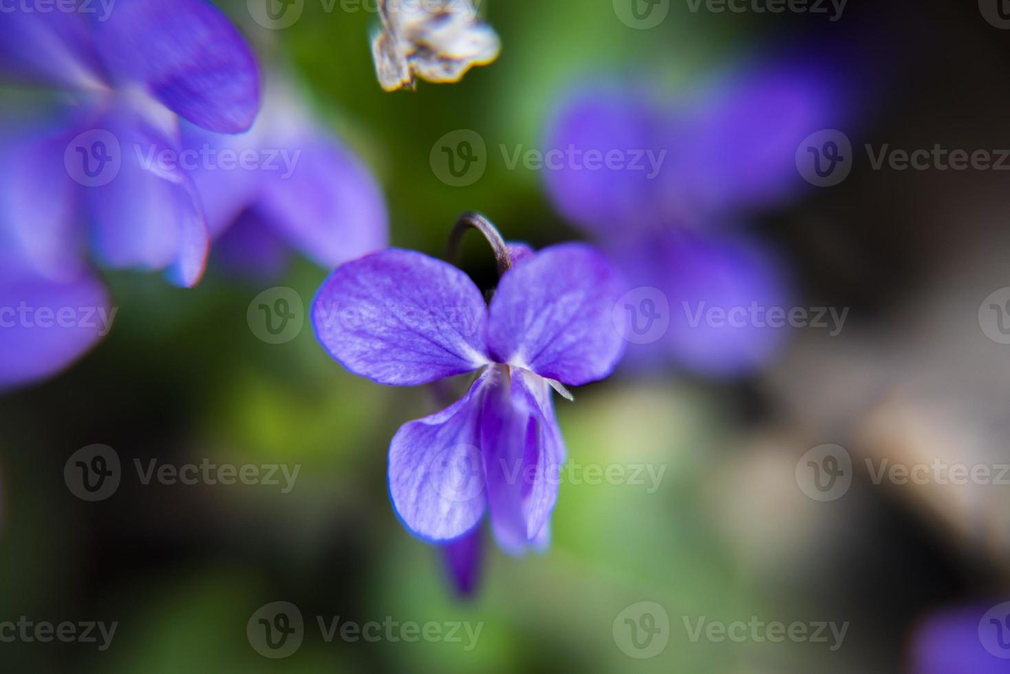 20210313 viola odorata foto