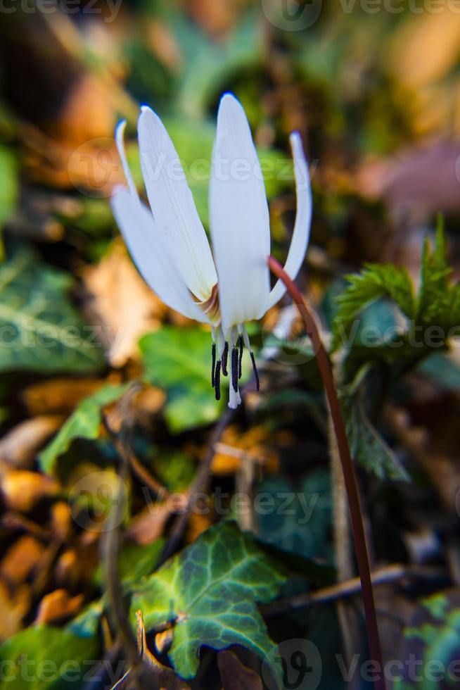 20210313 erythroniium denscanis 3 foto