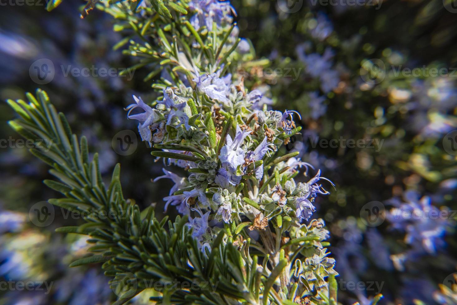 202144 montemezzo rosmarino in fiore foto