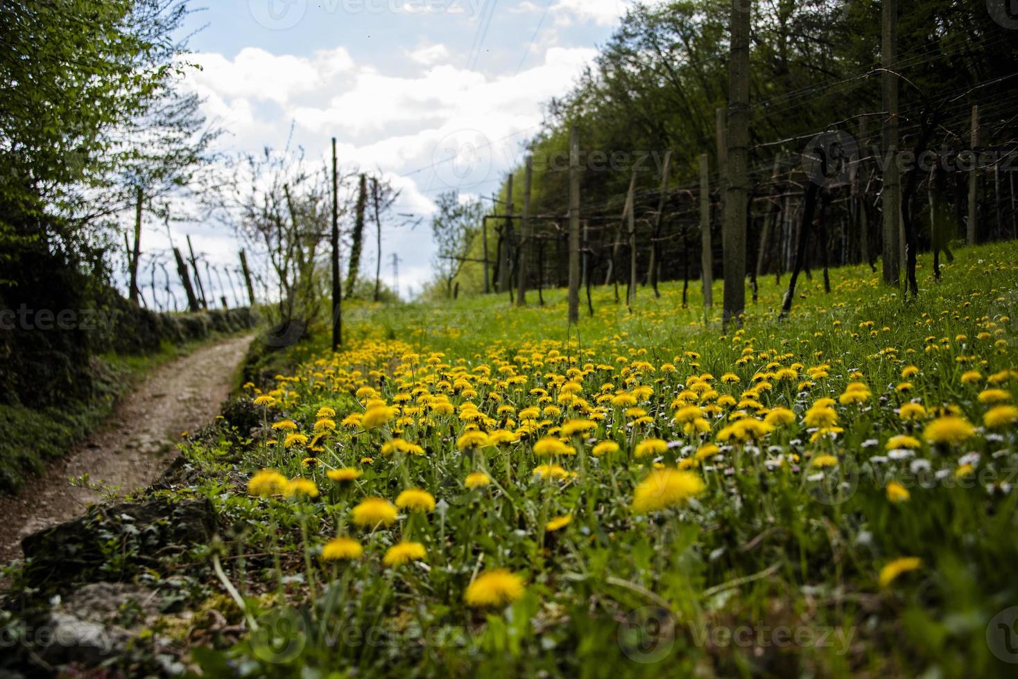 202144 montemezzo fiori gialli e viti foto