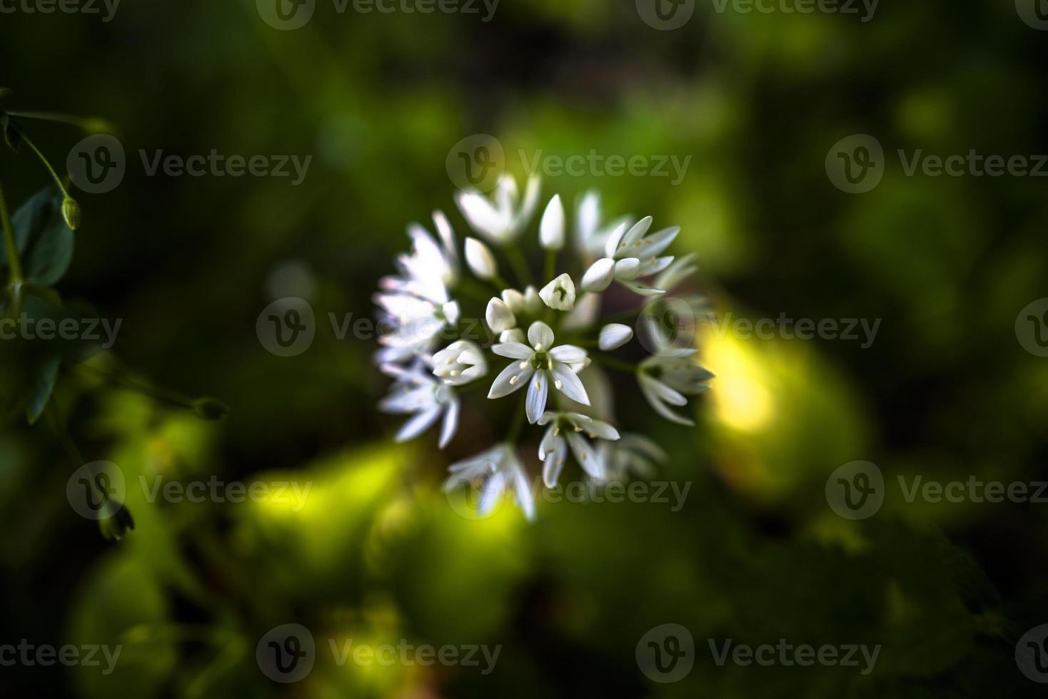 2021427 sovizzo allium ursinum foto