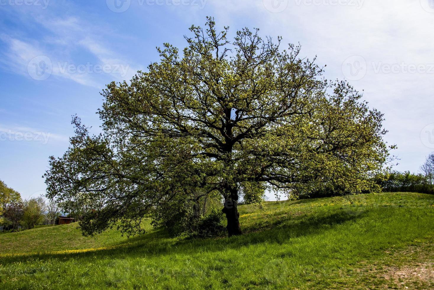 202144 quercia sovizzo foto