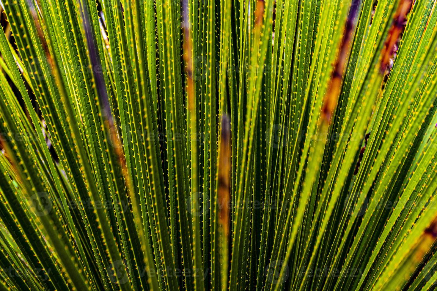 coperto dalla vita verde foto