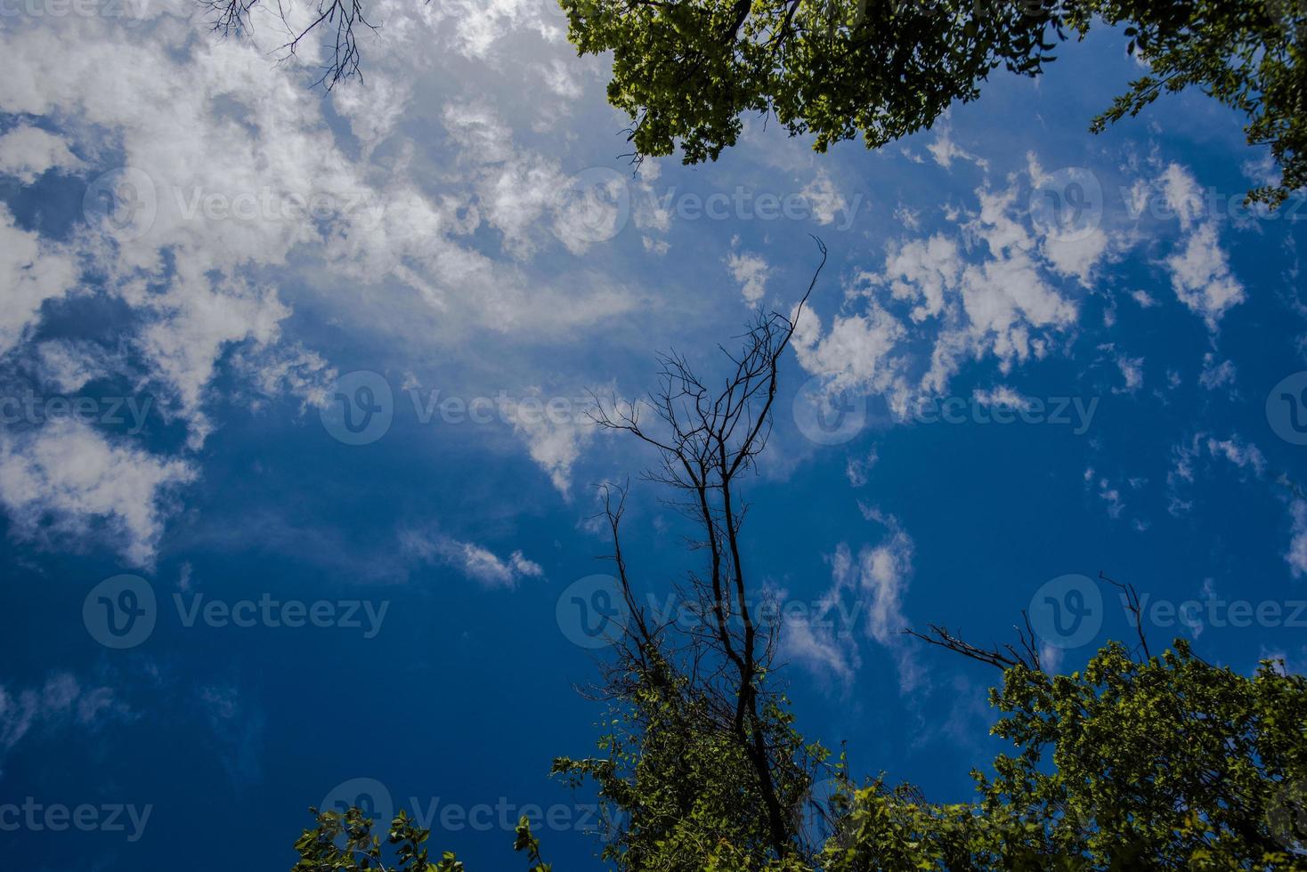 20210501 grancona cielo e rami foto