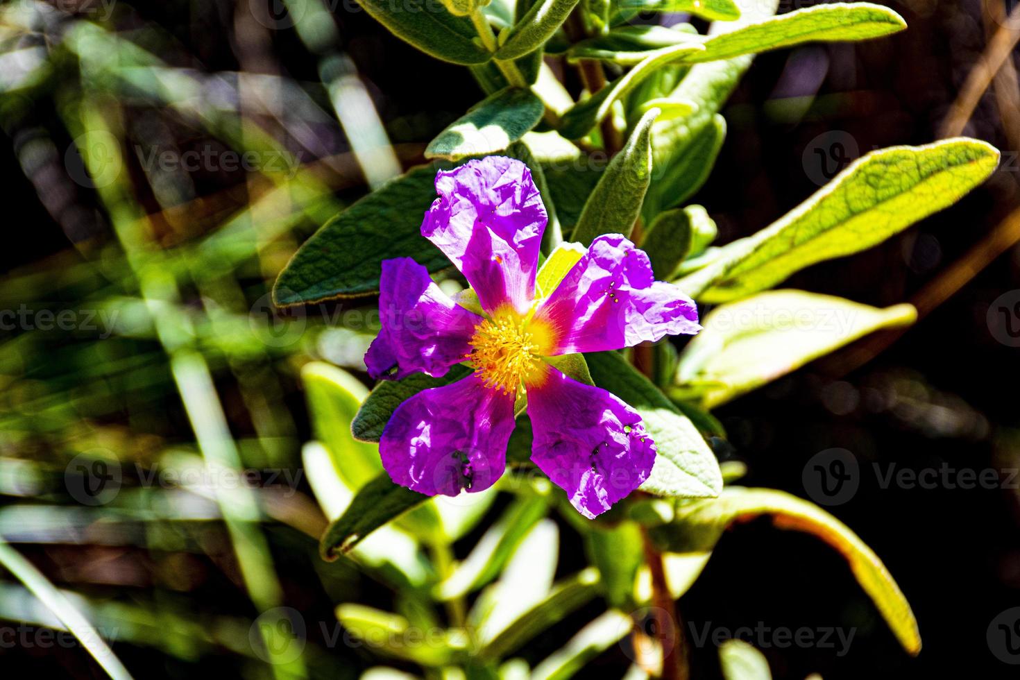 fiore rosa marcio foto