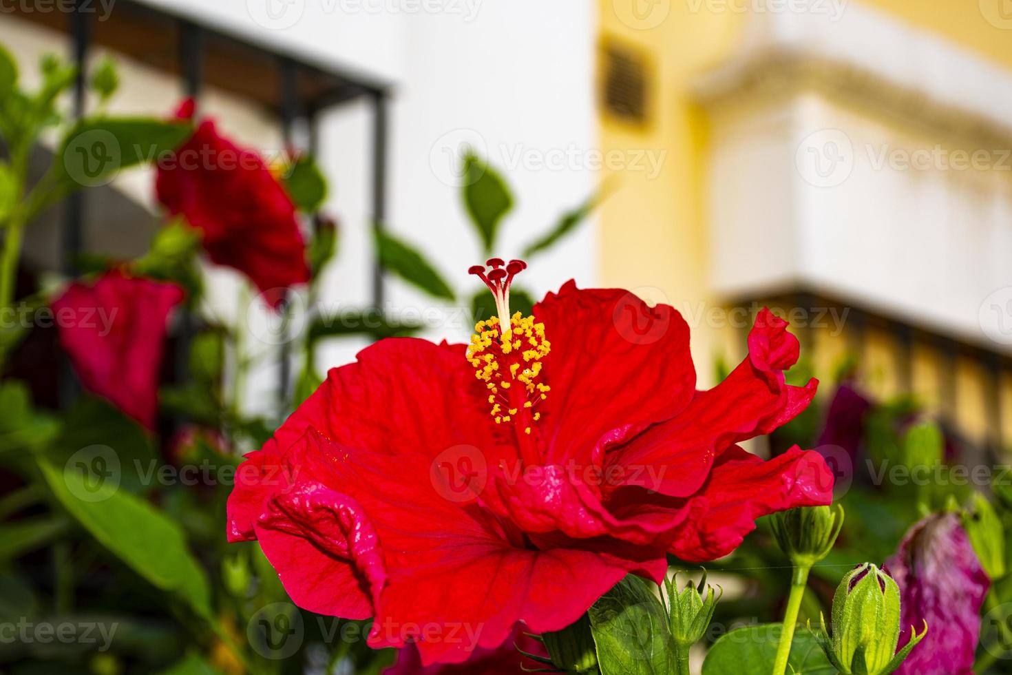 ibisco rosso in estepona foto